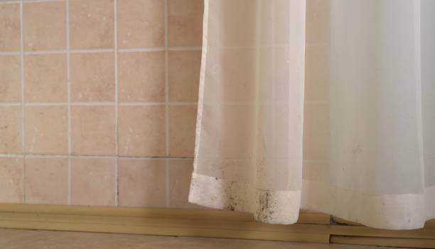 Trusted Mount Pleasant, IA Mold Removal Experts