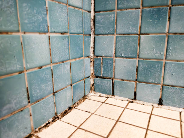 Best HVAC Mold Inspection and Cleaning  in Mount Pleasant, IA