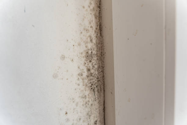 Best Industrial Mold Remediation  in Mount Pleasant, IA