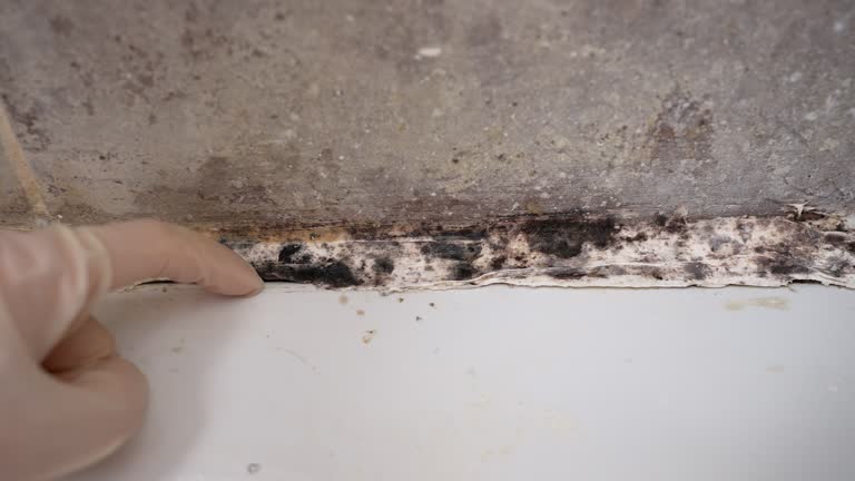 Best Environmental Consulting for Mold Prevention  in Mount Pleasant, IA